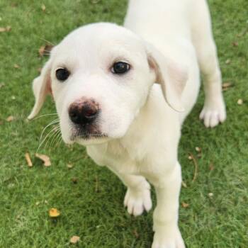 Rescue Great Pyrenees and Mixed Breed Dogs for Adoption in Austin, Texas - Jade Fj | PetCurious