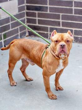 Knocker -  Mixed Breed Dog for Adoption in Chamblee, Georgia - Knocker | PetCurious