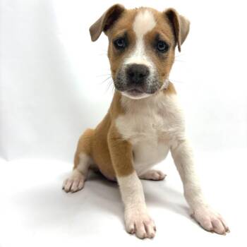 737 (2026) Giovanni -  Pit Bull Terrier Dog for Adoption in Parker, Colorado - 737 (2026) Giovanni | PetCurious