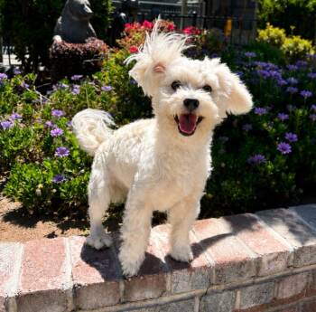 Julio -  Maltese and Poodle Dog for Adoption in Lathrop, California - Julio | PetCurious