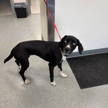 Phoenix -  Hound Dog for Adoption in Galax, Virginia - Phoenix | PetCurious