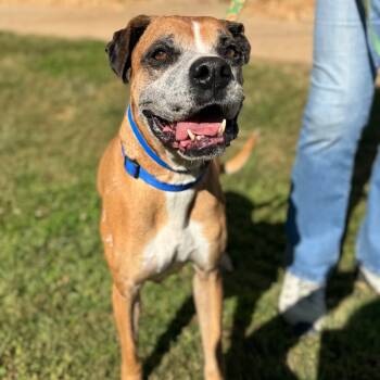 Rescue Mixed Breed Dogs for Adoption in Auburn, Alabama - Schmidty | PetCurious