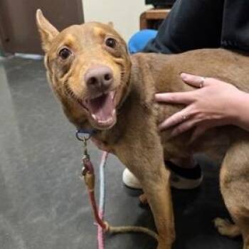 Cattle Dog and Shepherd Dogs Available for Adoption in Springfield, Missouri - Butchie | PetCurious