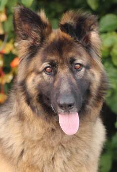 German Shepherd Dog Dogs Available for Adoption in Los Angeles, California - *Chula Von Calau | PetCurious