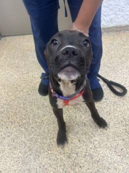 Rescue Mixed Breed Dogs for Adoption in Houston, Texas - FROGGY | PetCurious