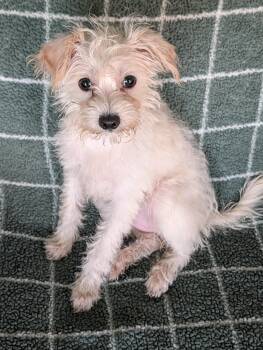 Chipette -  Miniature Poodle Dog for Adoption in Baton Rouge, Louisiana - Chipette | PetCurious
