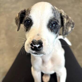 Terrier Dogs Available for Adoption in Eureka Springs, Arkansas - Henry | PetCurious