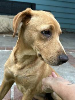 Moose -  Labrador Retriever Dog for Adoption in San Diego, California - Moose | PetCurious