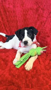 Labrador Retriever and Terrier Dogs Available for Adoption - Baby Nellie  | PetCurious
