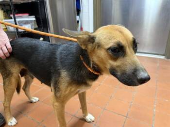 A884294 -  German Shepherd Dog Dog for Adoption in Camarillo, California - A884294 | PetCurious