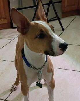 Rebel -  Bull Terrier Dog for Adoption in Golden, Colorado - Rebel | PetCurious