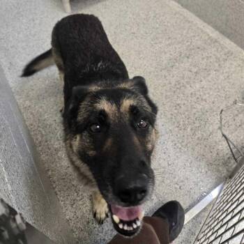 German Shepherd Dog Dogs Available for Adoption in Bowling Green, Ohio - Harley | PetCurious