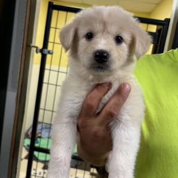 Lillie -  Australian Shepherd and Great Pyrenees Dog for Adoption in Nashville, Tennessee - Lillie | PetCurious