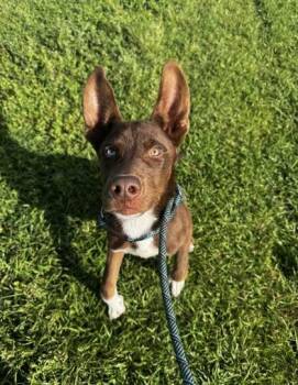 Turbo -  Mixed Breed Dog Available for Adoption in Port St. Joe, Florida - Turbo | PetCurious