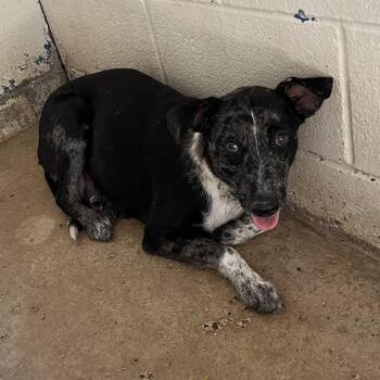 Mitsubishi -  Australian Cattle Dog Blue Heeler and Mixed Breed Dog for Adoption in Edinburg, Texas - Mitsubishi | PetCurious
