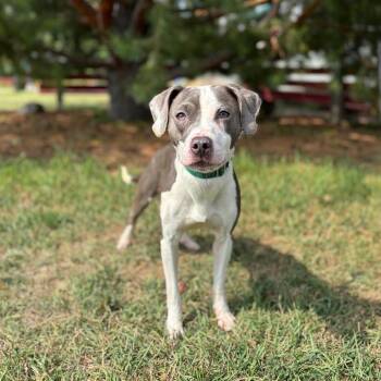 Sasha Fierce -  Pit Bull Terrier and Mixed Breed Dog for Adoption in Fargo, North Dakota - Sasha Fierce | PetCurious