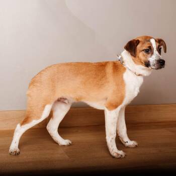 Boxer and Shepherd Dogs Available for Adoption - Paddington D68194 | PetCurious