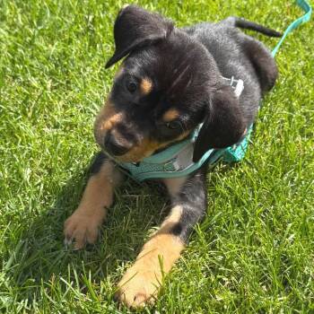 Tutter -  Mixed Breed Dog for Adoption in Buffalo, Minnesota - Tutter | PetCurious