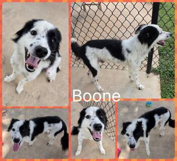 Boone -  Collie Dog for Adoption in Universal City, Texas - Boone | PetCurious