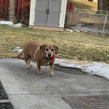 Dachshund Dogs Available for Adoption - Sophia Rose | PetCurious