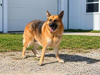 Kiara -  German Shepherd Dog Dog for Adoption in Winchester, Indiana - Kiara | PetCurious
