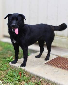 BRICKS -  Chow Chow and Mixed Breed Dog for Adoption in Hagerstown, Maryland - BRICKS | PetCurious