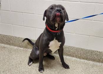 Pit Bull Terrier and Mixed Breed Dogs Available for Adoption - THOR | PetCurious