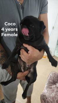 Pug Dogs Available for Adoption in Durango, Colorado - Coco | PetCurious