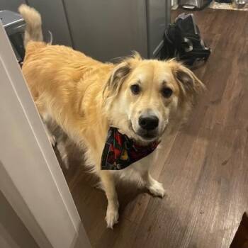 Great Pyrenees and Shepherd Dogs Available for Adoption - Hachi D10478 | PetCurious