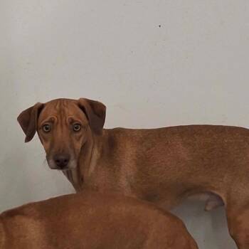 Chimichanga -  Chihuahua Dog for Adoption in Dover, Arkansas - Chimichanga | PetCurious