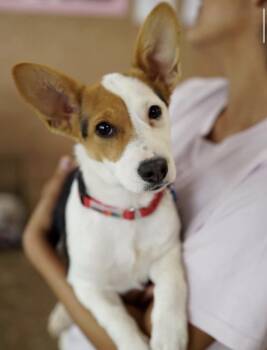 Corgi Dogs Available for Adoption in Pasadena, California - McKinley  | PetCurious