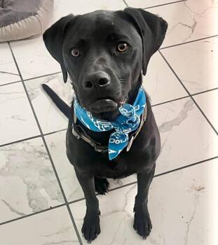 Black Labrador Retriever Dogs Available for Adoption in Grand Bay, Alabama - Hobie | PetCurious