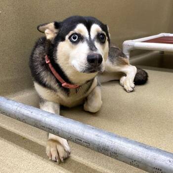 Blu -  Husky and Shepherd Dog for Adoption in Monroe, Georgia - Blu | PetCurious