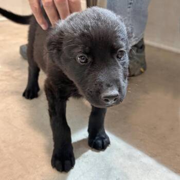 Murphy -  Mixed Breed Dog for Adoption in Hailey, Idaho - Murphy | PetCurious