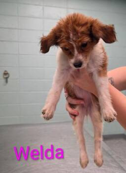 Tumbles -  Terrier Dog for Adoption in Athens, Tennessee - Tumbles | PetCurious