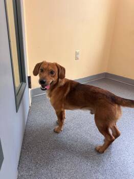 Dru -  Terrier Dog for Adoption in Covington, Virginia - Dru | PetCurious