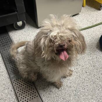 Marz -  Mixed Breed Dog for Adoption in Reno, Nevada - Marz | PetCurious