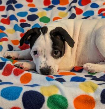 Benny Bramble -  Terrier Dog for Adoption in Waunakee, Wisconsin - Benny Bramble | PetCurious