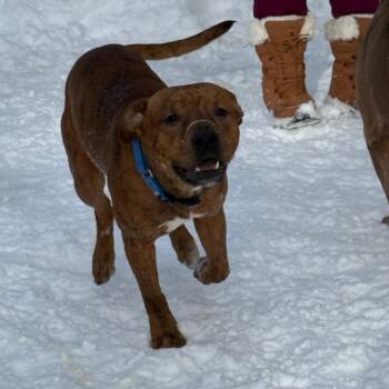 American Staffordshire Terrier and Mixed Breed Dogs Available for Adoption - Bronx | PetCurious