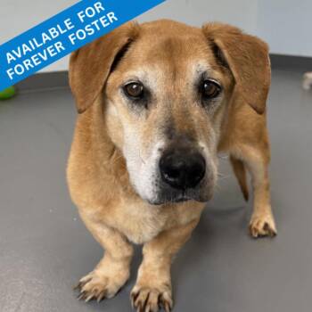 Corgi and Mixed Breed Dogs Available for Adoption in Roanoke, Virginia - Chubs | PetCurious