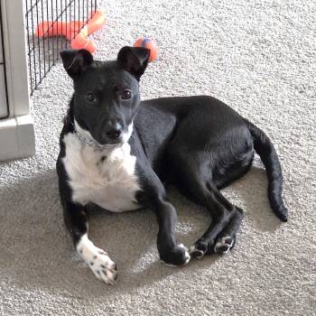 Mixed Breed Dogs Available for Adoption in Midland, Michigan - Jax Courtesy Listed | PetCurious