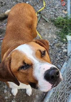 Duke -  Hound Dog for Adoption in Billings, Montana - Duke | PetCurious
