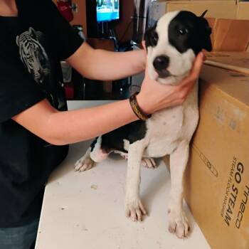 Rescue Boxer and Mixed Breed Dogs for Adoption in Livingston, Texas - Spot | PetCurious