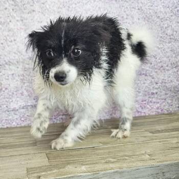 Oreo -  Pomeranian Dog for Adoption in Normal, Illinois - Oreo | PetCurious