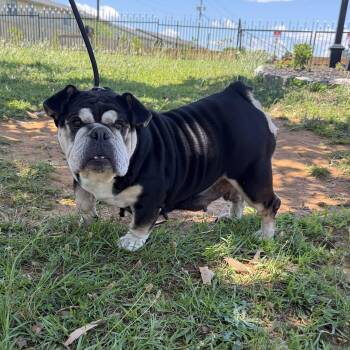 Critter -  American Bulldog Dog for Adoption in Columbia, South Carolina - Critter | PetCurious