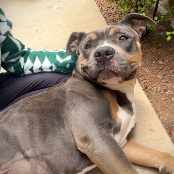 Rescue American Staffordshire Terrier Dogs for Adoption in San Diego, California - Iris | PetCurious
