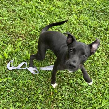 Tux -  Black Labrador Retriever Dog for Adoption in Wilmington, Delaware - Tux | PetCurious