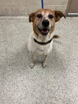 Rescue Parson Russell Terrier and Mixed Breed Dogs for Adoption in Conroe, Texas - DAISY | PetCurious