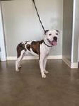 Boozer -  Pit Bull Terrier Dog for Adoption in Sterling, Colorado - Boozer | PetCurious