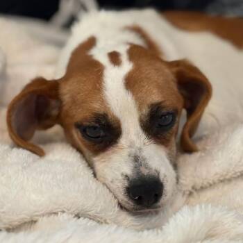 Hound Dogs Available for Adoption in Wake Forest, North Carolina - Gardiner | PetCurious